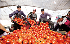 胜丰村蔬菜基地喜获丰收